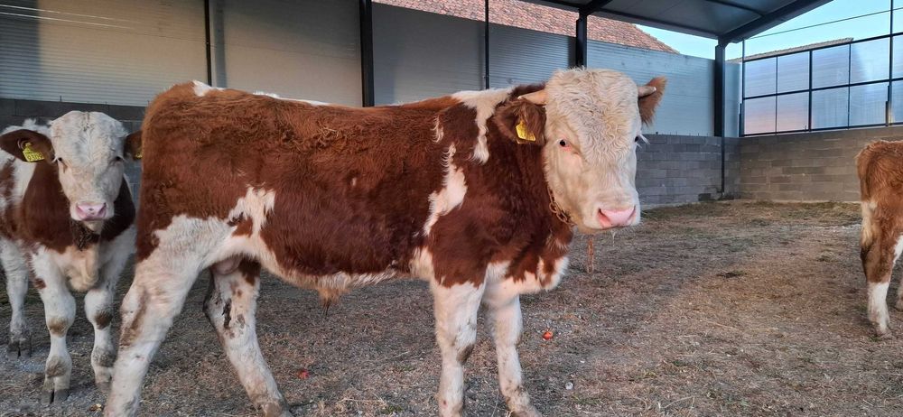 Taur cu certificat de origine