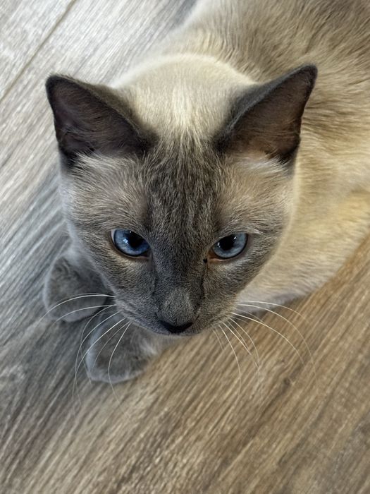 Голубоглазый котик