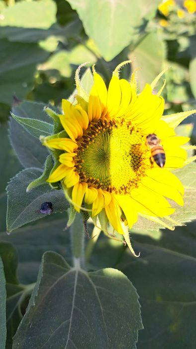 Пчелен мед букет