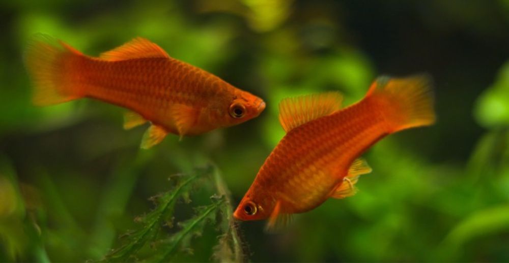 Продам рыбки мирный