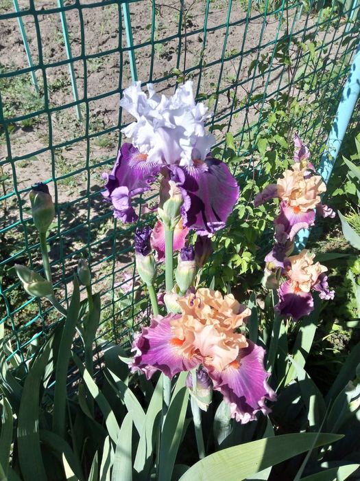 Продам ирисы разных сортов
