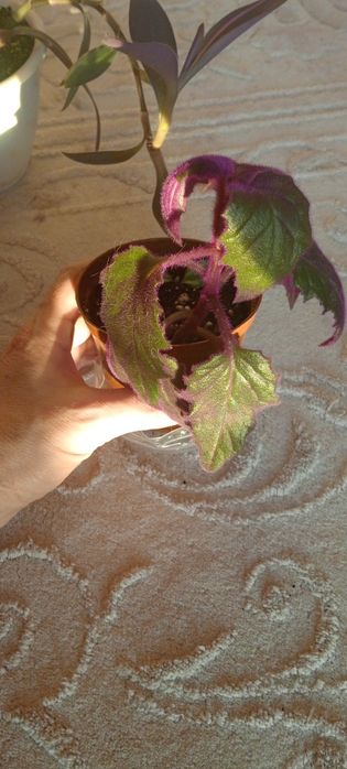 Комнатные цветы.