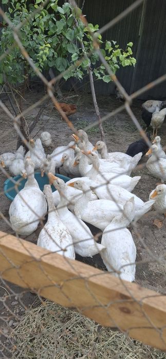 Продам гусей (Линда)