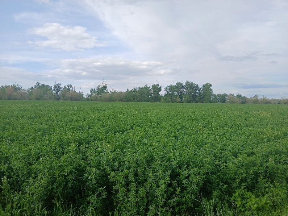 Земельный участок