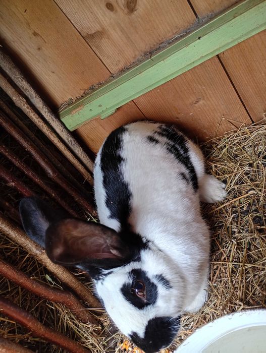 Vând iepuroaica tanara