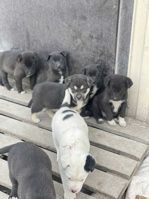 Отдадим щенят в добрые руки