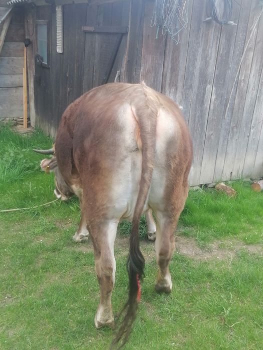 Vând jurinca de 2 ani gestanta în 8 luni