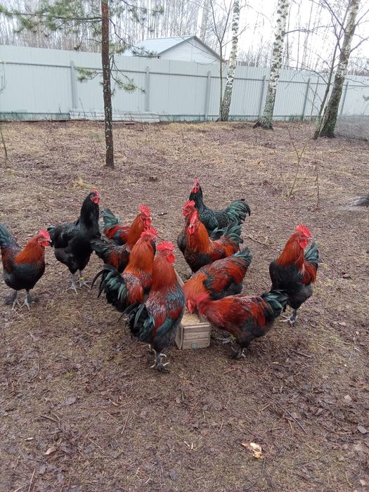 Маран чёрно-медный и белый