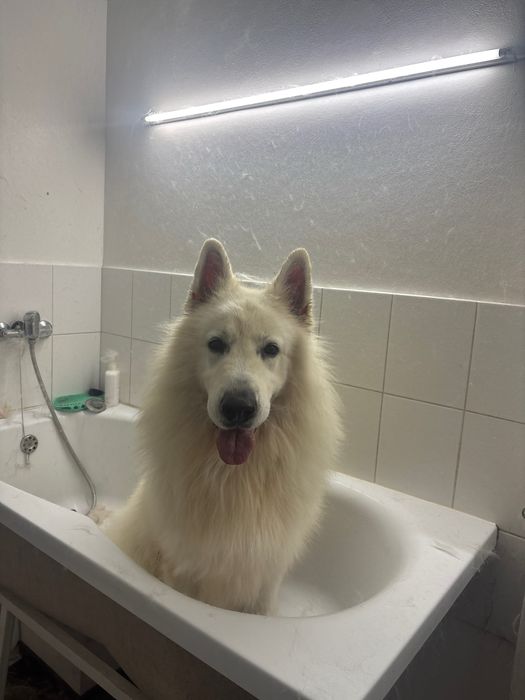 coafura canina Dog Barber