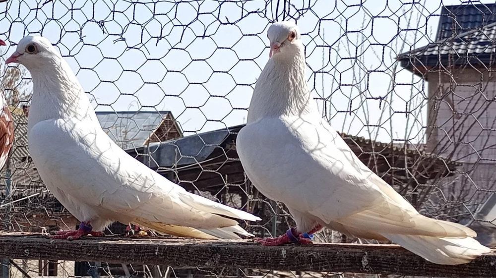 Porumbei jucatori galateni