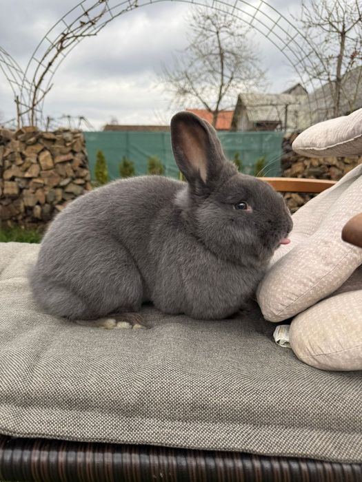 Iepuri albastru vienez