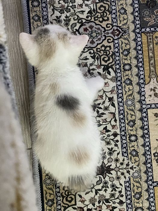 котенок маленький