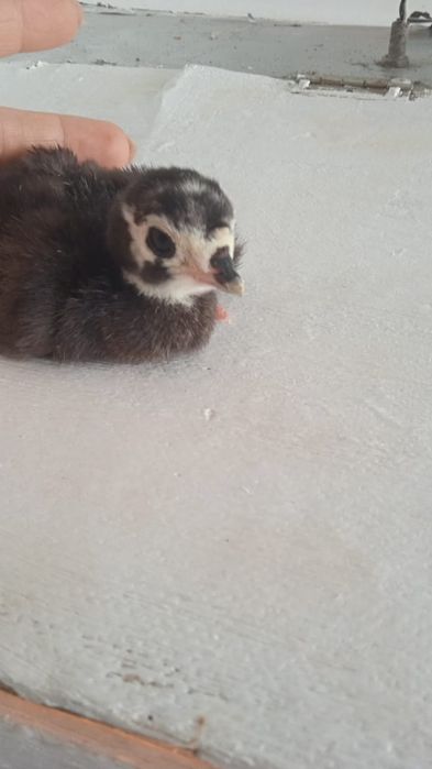 Индюшата 400 шт, бронза 708