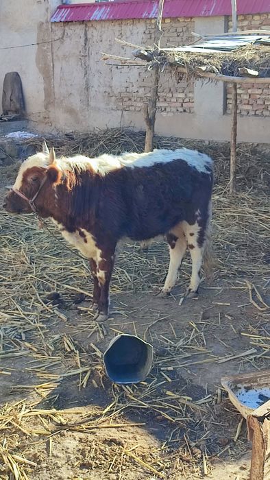 Тана сатилади 17МЛН