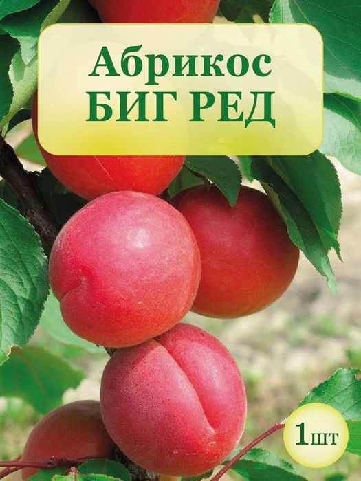 Урик кучатлари сотилади