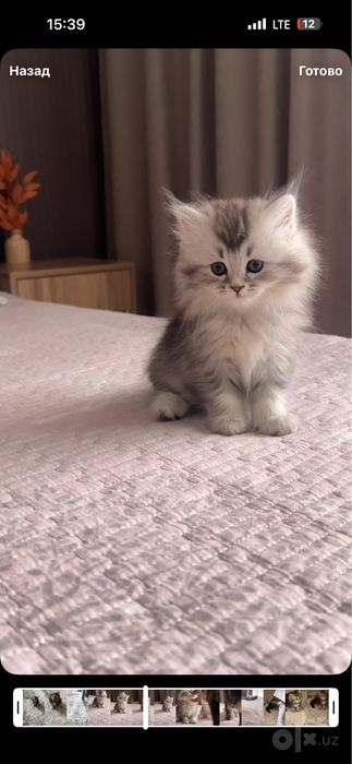 Котята. Мушикчалар