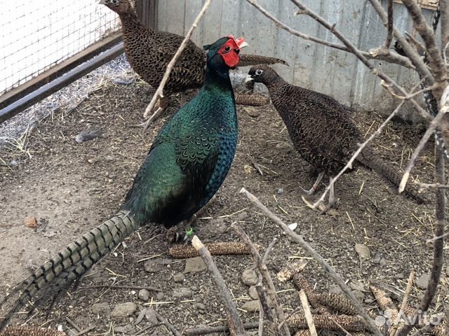 Румынский рубиновый фазан