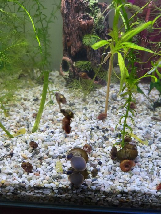 MELCI/ PLANTE - Pomaceea, Red Ramshorn, Physella Acuta, Orange Spotted