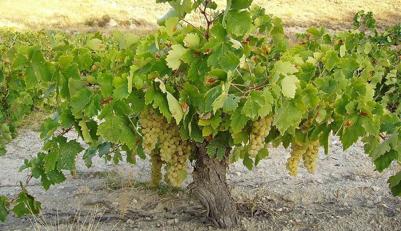 Vita altoita  la pretul 7 lei bucata