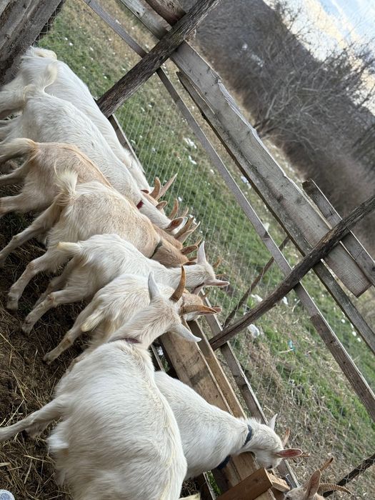 Capre sannen de vânzare