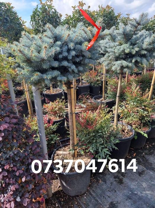 Tuia leylandi ideal pt gard viu perdele