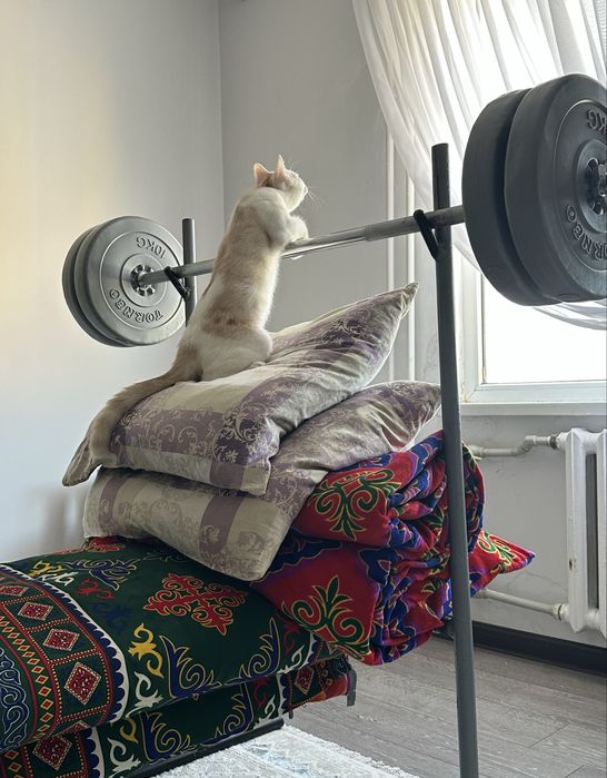 породистый мысык