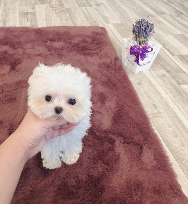 Bichon Maltez  M