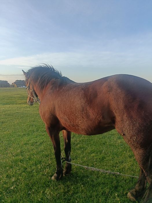 Iapă DE Vânzare  Bună