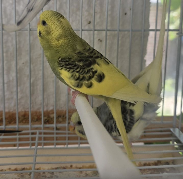 Vând peruși angro si la bucată