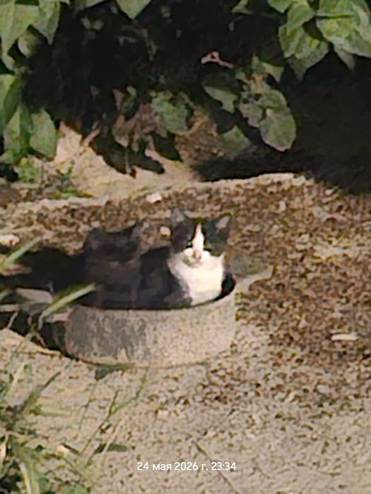 Котята (девочки)
