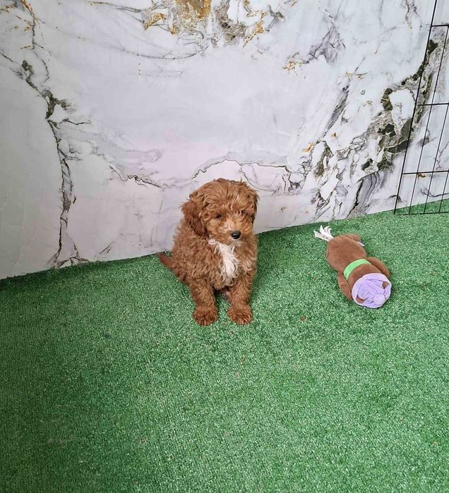 Мини пудел мъжко