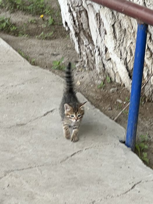 Отдам в добрые руки мальчик котенок 1,5 мес