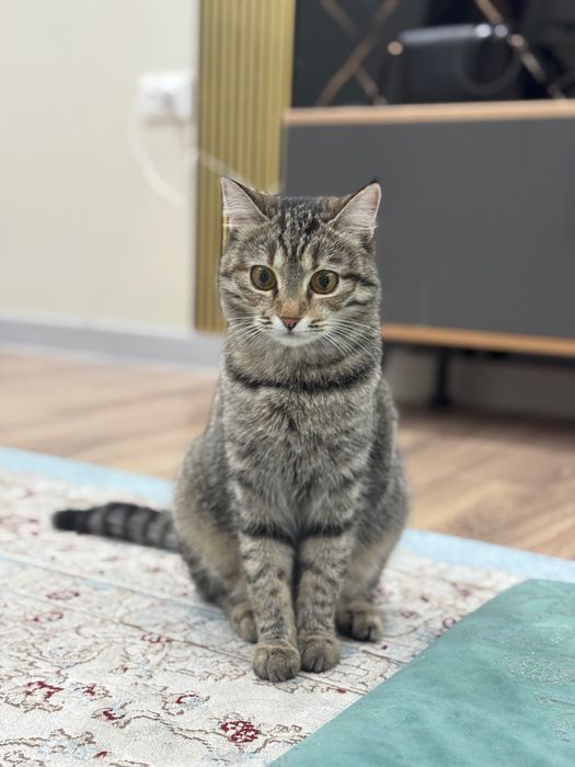 Кошку отдам даром