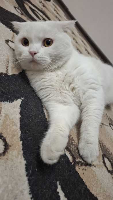 Кот приглашает к себе невеста на вязку