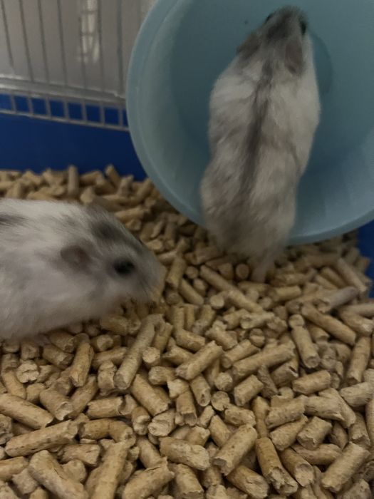 Hamsteri pitici de vanzare