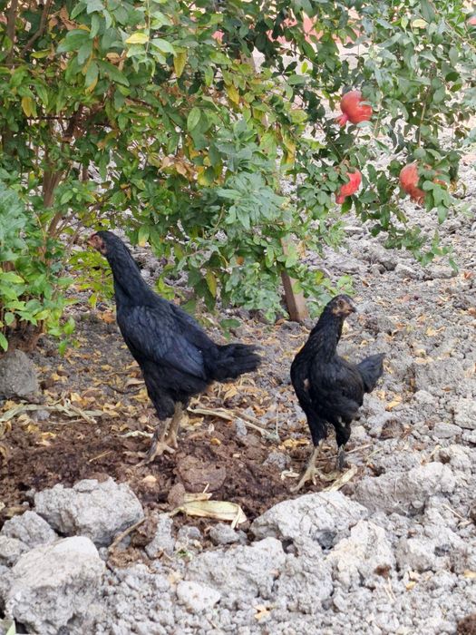 Dakan Jojalar sotilad Madagaskar va Shamo