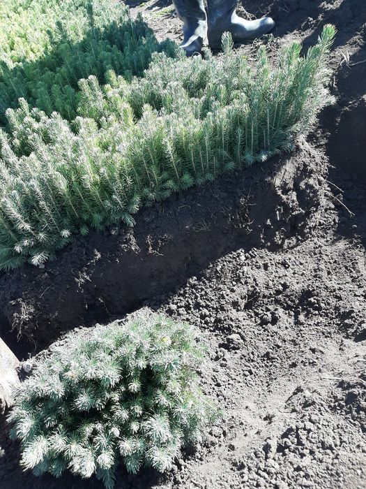 Голубая Ель Селбериский нави сенсалари сотилади