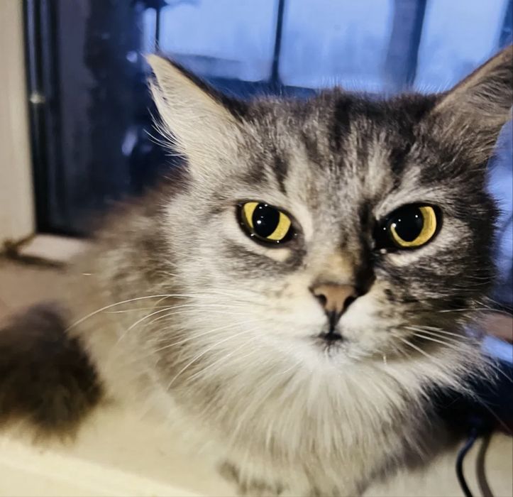 Отдам котят и кошку