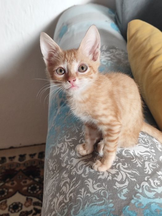 Котята мальчики отдаём
