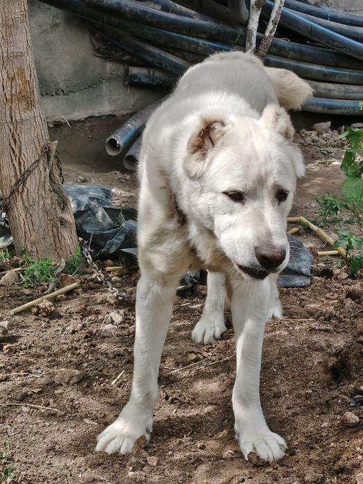 Kirgiz Alabay 1,5 yoshli