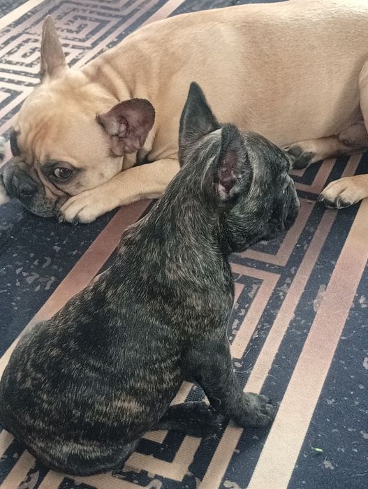 Щенки французского бульдога