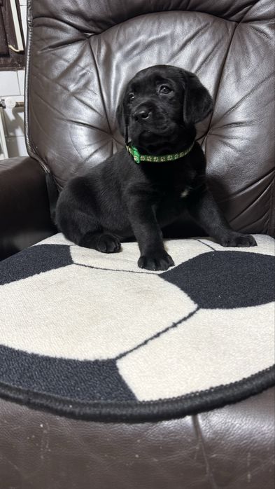 Pui Labrador Retriever