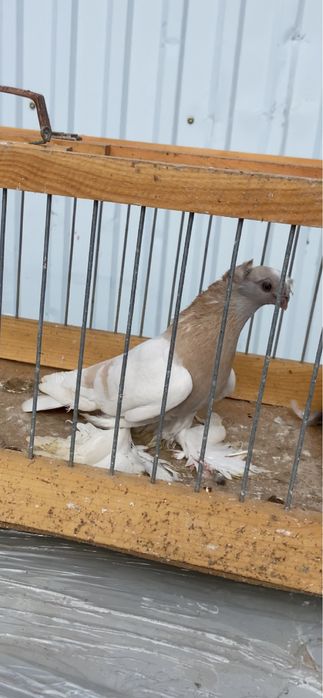 Голуби, тасманка двух чубая