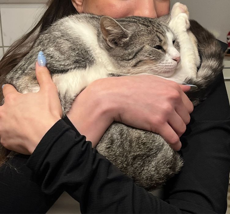 Adoptie Permanenta Pisica