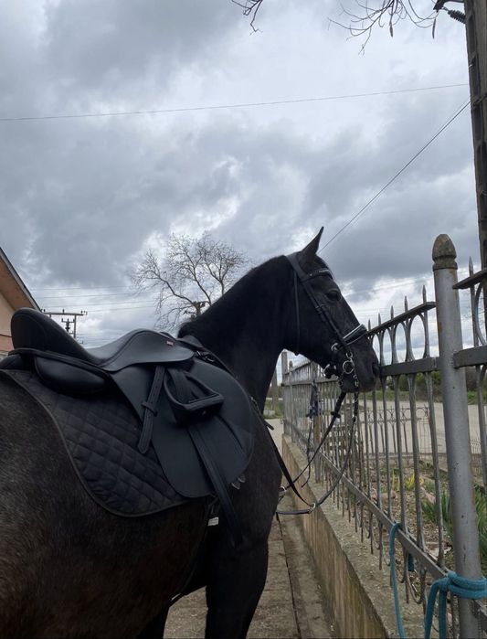 Iapa Lipițan de vanzare