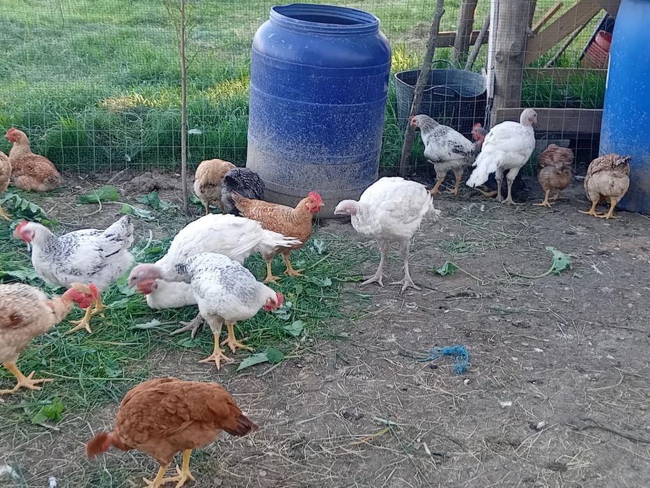 Pui,rațe, bibilici