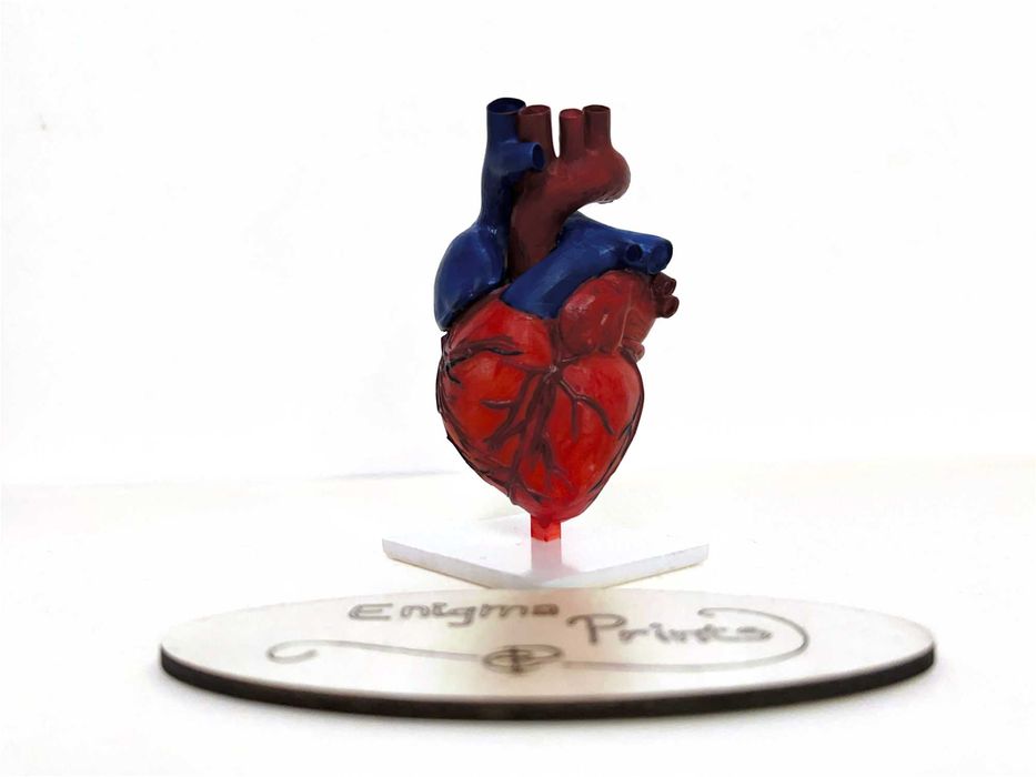 Inimă anatomică 3D