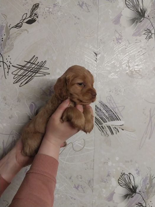 Продам чистокровного спаниеля