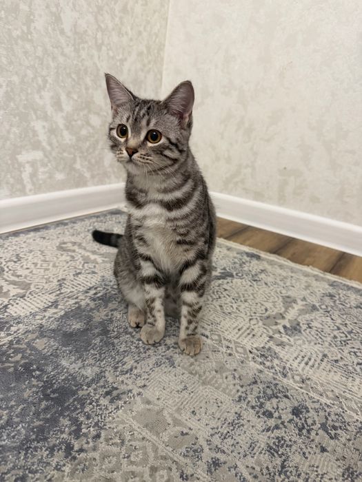 Кошка Scotish Stright 6 мес.