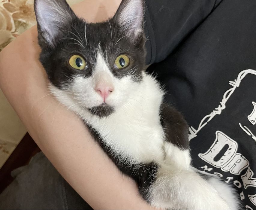 Котенек , мальчик, 4 месяца